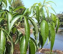 Image result for Crateva