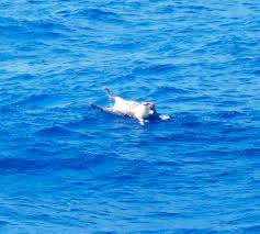 capsized cattle ship: japan finds
