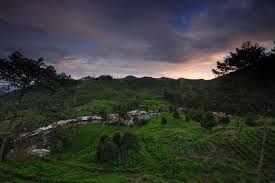 #puncakbogor #kebunteh #bogor kali ini perjalanan kita lanjutkan lagi ke daerah puncak bogor, untuk melihat betapa indahnya wisata pegunungan dan kebun teh. Gunung Mas Spot Wisata Kebun Teh Yang Sejuk Di Puncak Bogor