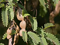 Buah ini biasa digunakan sebagai campuran bumbu dalam masakan. Khasiat Daun Asam Jawa Mengobati Asma Rematik Diabetes Dan Malaria Watyutink