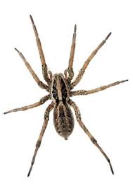 20 Species Of Spiders Found In Georgia