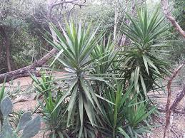 Image result for Yucca gigantea