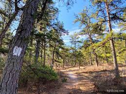 Batsto Lake Trail Wharton State Forest Njhiking Com Wharton State Forest State Forest Lake