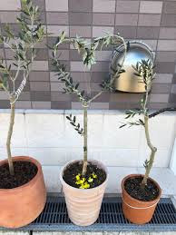 Sansui Olive きずなオリーブプロジェクト On Twitter オリーブ 幸せの木 オリーブの木 トルコ トルコ直輸入 無農薬 オーガニック 能古島 九州 千葉 オリーブオイル 地方創生 オリーブファーム オリーブ栽培 オリーブスパイス オリーブカレー オリーブ