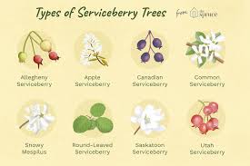 9 Recommended Species Of Serviceberry Trees And Shrubs