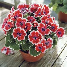 Image result for Pelargonium domesticum round-leaved bushy