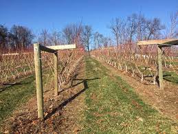 Maybe you would like to learn more about one of these? Plan For Optimizing Peach Plantings Shows Promise Main Edition Lancasterfarming Com