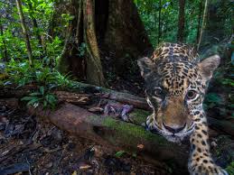 Tropical rainforests are found in south america, west africa, australia, southern india, and southeast asia. Ecuador S Vanishing Jaguars The Big Cat Vital To Rainforest Survival Environment The Guardian