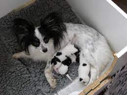 Buying A Dog With No Papers Champdogs