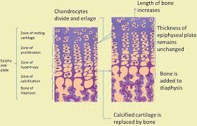 It is a layer of hyaline cartilage where ossification occurs in immature bones. Bone Development And Growth Intechopen