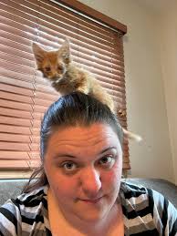 Eastern red bat rescued from river