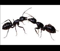 You can also try chalk, cinnamon or cayenne pepper. Best Tips To Save Your Food From Ants And Other Pests