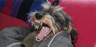 Why Do Dogs Hate Being Blown On The Face Daily Dog Stuff