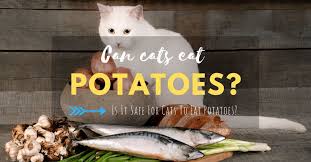 Can cats eat raw meat? Can Cats Eat Potatoes Is It Safe For Cats To Eat Potatoes Herekitt