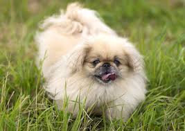 Britu karaļnams izsenis bijis slavens ar tradicionālo aizraušanos ar jāšanas aktivitātēm. Pekinas Pekingese