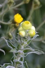 Image result for Helichrysum lastii