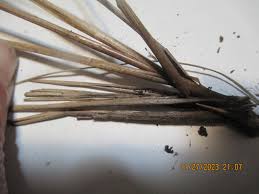 Image result for Coelorachis