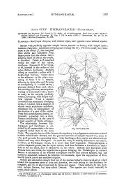 Image result for Wahlenbergia collomioides