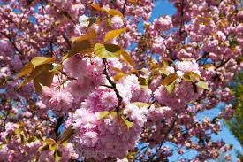 Visualizza altre idee su natura, alberi in fiore, paesaggi. Albero In Fiore In Primavera Con Fiori Rosa 1347595 Foto D Archivio