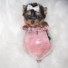 Daily brushing is recommended to maintain a healthy coat and avoid any matting. Teacup Yorkie For Sale Yorkie Breeder Yorkie For Sale Micro Yorkie