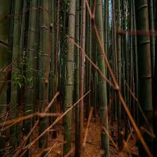 Always follow package directions in regards to how much & how often to apply. 6 Reasons Every Homestead Needs Bamboo Grit Magazine Growing Bamboo Homesteading Diy Garden Projects