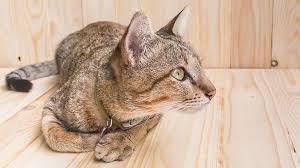 At a minimum, cat calcium phosphorus. Best Cat Food For Kidney Disease Top Prescription Non Prescription Choices Kitty Catter
