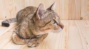 Our guide on how to feed cats provides extra information click the link to find out. Best Cat Food For Kidney Disease Top Prescription Non Prescription Choices Kitty Catter