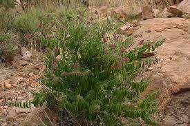 Image result for Combretum oxystachyum