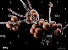 Image result for Eriochrysis pallida