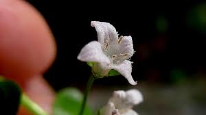 Image result for Oldenlandia angolensis