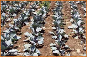 انواع الملفوف او الكرنب قائمة الخضار النبات انواع الاسماك مع الصور معلوماتية نبات حيوان اسماك فوائد outdoor outdoor decor plants