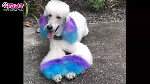 Avoid getting any dye into your dog's eyes or ears. Opawz Permanent Pet Hair Dyes With Purple Blue Color Combination For Creative Grooming Youtube