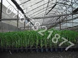 0725.733.588 (andrei) sau 0768.493.608 (ani). Vand Rosii En Gros