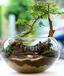 How To Make A Terrarium In A Glass Bowl Terrarium How To Make Terrariums Succulent Terrarium