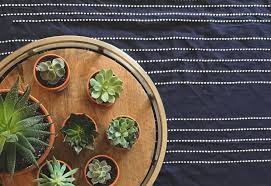 Allow the potting mix to dry out between waterings. Plant Care Tips For Healthy Indoor Succulents Bloomscape