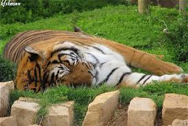 حديقة الحيوان بالصور من أجمل حدائق الرياض مدينة الرياض