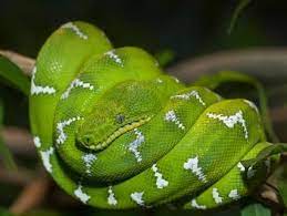 Emerald Tree Boa Emerald Tree Boa Crocodile Species Zoo Animals