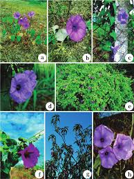 Image result for Ipomoea tenuipes