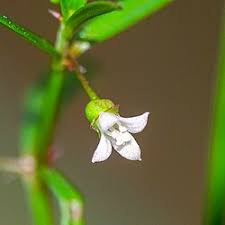 Image result for Oldenlandia angolensis