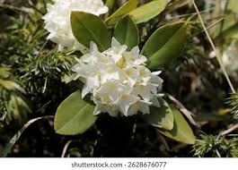 Image result for Thymelaeaceae
