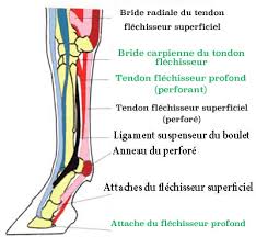 Et « apres » le traitement par ondes de choc ü problemes tendineux • tendinites subaiguës ou chroniques tendon fléchisseur superficiel (perforé) avant echographie d'une tendinite severe subaiguë avant la première séance d'ondes de choc protocole de. Tendinite Du Flechisseur Profond Chez Le Cheval Causes Et Traitements