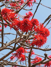 Image result for Erythrina abyssinica