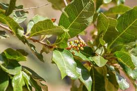 Image result for Acridocarpus chloropterus