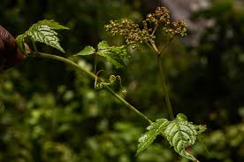 Image result for Cyphostemma montanum