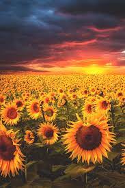 mystical sunflower pictures sunflower wallpaper sunflower photography