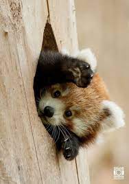 Pin Von Sue Wignall Auf Me Encantan Los Pandas Y Los Osos Polares Son Adorables Susse Tiere Niedliche Tiere Tiere