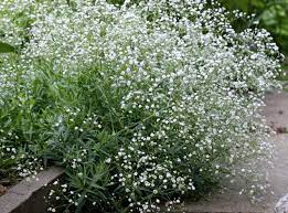 Babys Breath Flower In Hindi Best Flower Wallpaper