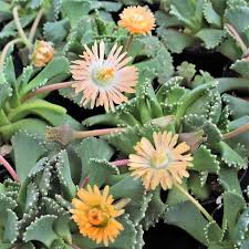 Image result for Alloteropsis paniculata