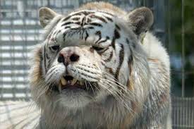 The average number of cubs born to get one healthy white tiger cub exhibitors want is 1 in 30. Tigers In America The White Tiger Myth