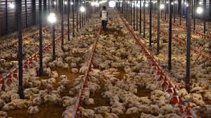 We did not find results for: Peternak Ayam Hadapi Empat Persoalan Di Tengah Pandemi Corona